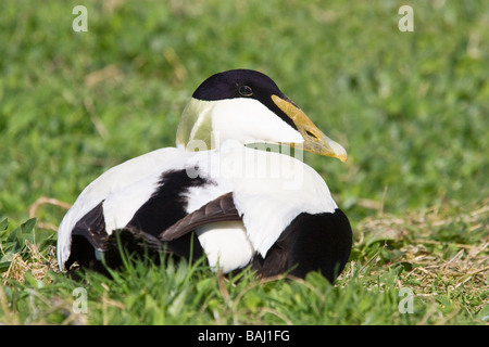 Drake Eider Duck sul farne Isles Foto Stock