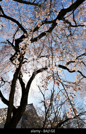 Fiori di ciliegio al tempio Daigoji, Kyoto JP Foto Stock