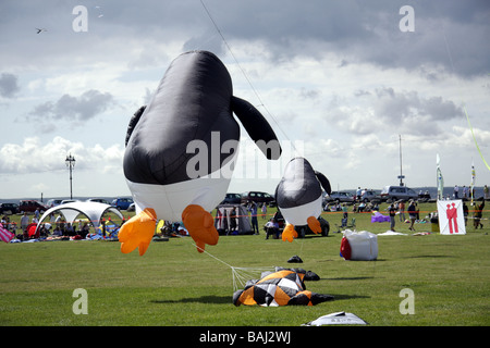 A forma di pinguino aquiloni battenti in agosto 2008 Portsmouth Kite Festival Foto Stock