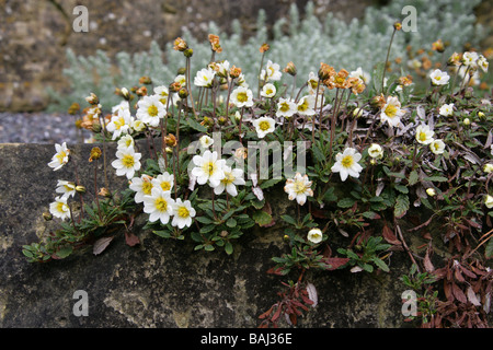 Mountain Avens, Dryas octopetala, Rosaceae, Europa e Nord America. Britannico di fiori selvatici. Foto Stock