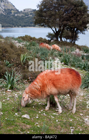 Contrassegnato tinti di lana su pascolo di ovini al Embassament de Cuber Cuber lago Mallorca Spagna Spain Foto Stock