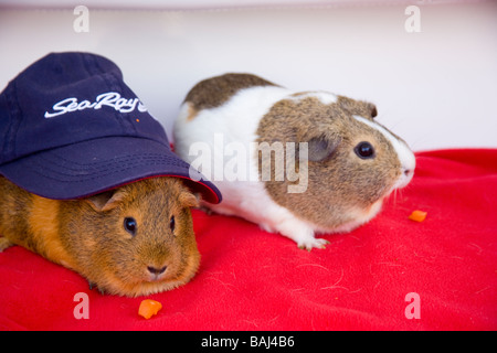 Due quinea mascotte di maiale Sea Ray barche di Santa Barbara in California Foto Stock