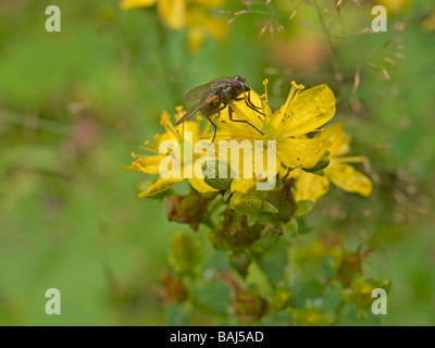 Fiori di St Johns wort Hypericum perforatum con bee pianta medicinale utilizzato come terapia contro le depressioni e per il buon umore Foto Stock