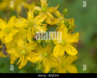 Fiori di St Johns wort Hypericum perforatum withgold beetle pianta medicinale utilizzato come terapia contro le depressioni Foto Stock