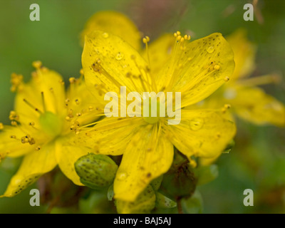 Fiori di St Johns wort Hypericum perforatum withgold beetle pianta medicinale utilizzato come terapia contro le depressioni Foto Stock