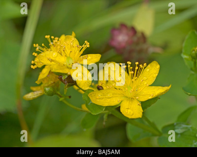 Fiori di St Johns wort Hypericum perforatum pianta medicinale utilizzato come terapia contro le depressioni e per il buon umore Foto Stock