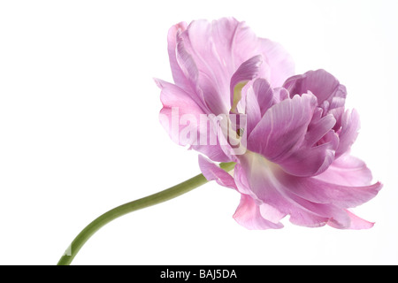 Primo piano di un tulipano tulipa lilla perfezione su un bianco Foto Stock