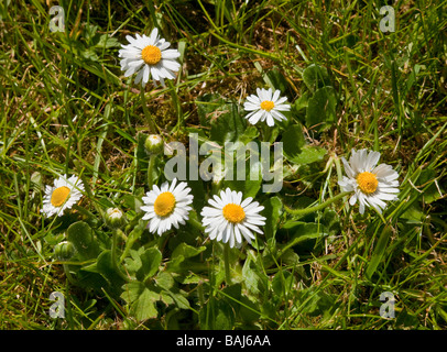 Bellis perennis è una politica europea comune in materia di specie di Daisy Daisy comune prato inglese Daisy Daisy Foto Stock