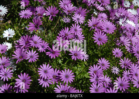 Viola Daisy, Osteospermum Foto Stock
