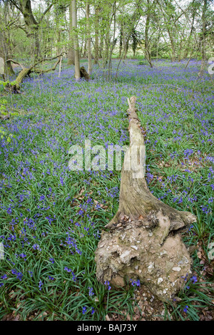 Caduto albero tronco tra Bluebells, Primavera 2009 Foto Stock