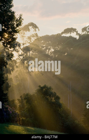 Alberi di luce solare visibile attraverso gli alberi all'alba. Durban, KwaZulu Natal, Sud Africa. Foto Stock