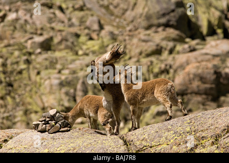 Giovane spagnolo Ibex impennarsi in simulazioni di combattimento Foto Stock