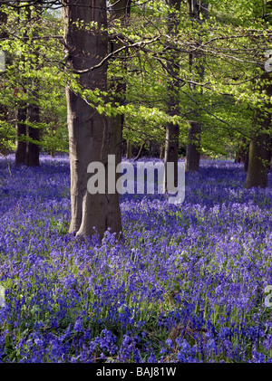 Tappeto di inglese Bluebells nativa in antico bosco di latifoglie. Foto Stock