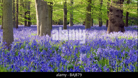 Tappeto di inglese Bluebells nativa in antico bosco di latifoglie. Foto Stock