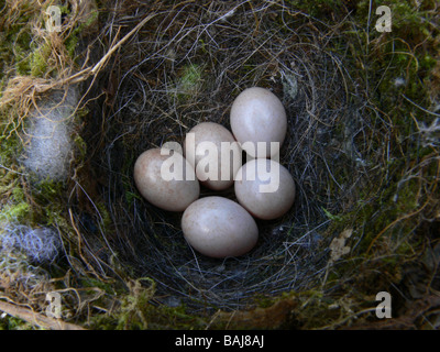 Robin Erithacus rubecula uova Foto Stock