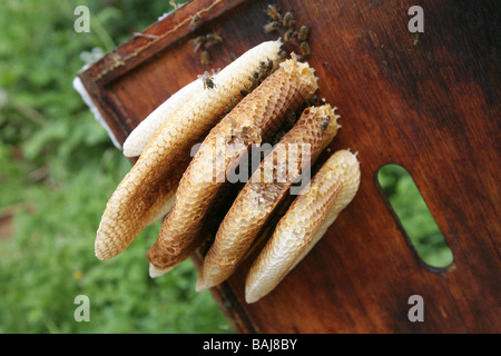 Selvatici a nido d'ape Foto Stock