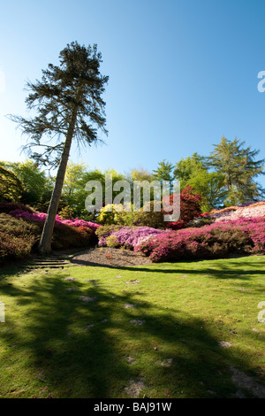 Fiori di Primavera nel giardino a valle nel sole del pomeriggio Foto Stock