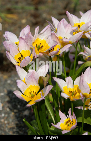 Candia Tulip, Tulipa saxatilis, liliacee, Creta e la Turchia, Europa Foto Stock