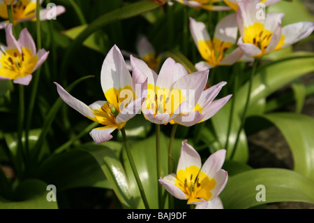 Candia Tulip, Tulipa saxatilis, liliacee, Creta e la Turchia, Europa Foto Stock