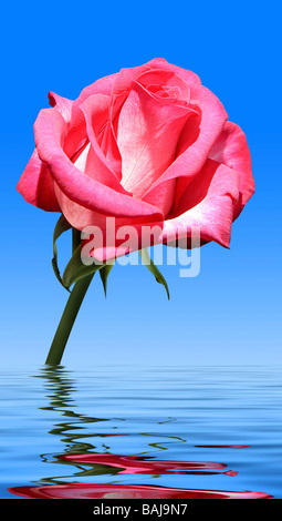 Bella rosa con la riflessione in acqua Foto Stock