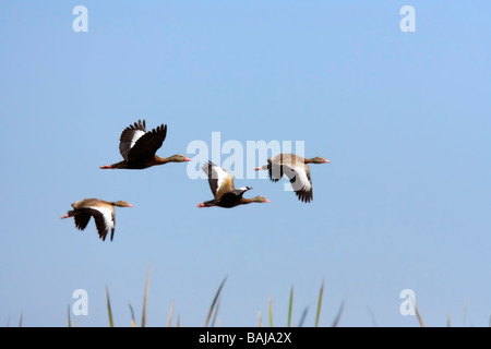 Rospo sibilo anatre in volo. Foto Stock