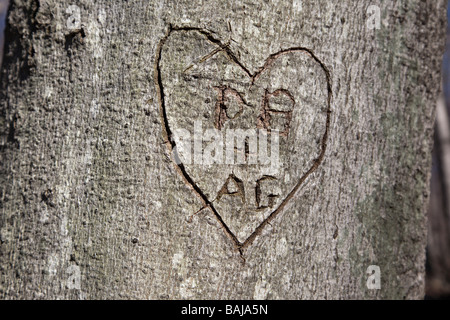 Iniziali incise in una struttura ad albero Beechnut sul lato di un sentiero escursionistico in New Hampshire USA Foto Stock