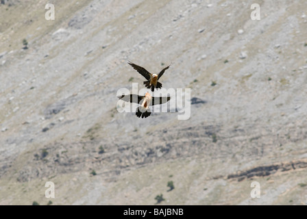 2 Lammergeiers o Gipeto in volo Foto Stock