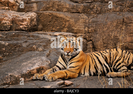 Un giovane tiger in appoggio su una grande roccia nel parco nazionale di Ranthambore Foto Stock