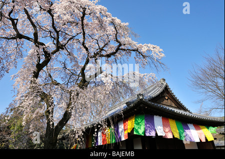 Fiori di ciliegio al tempio Daigoji, Kyoto JP Foto Stock