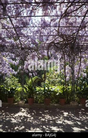 Wisteria sinensis cresce su pergola presso la Concepción Giardini Historical-Botanical Malaga Spagna Foto Stock