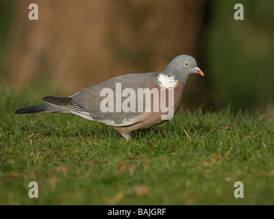 Woodpigeon Columba palumbus, in piedi sull'erba Foto Stock