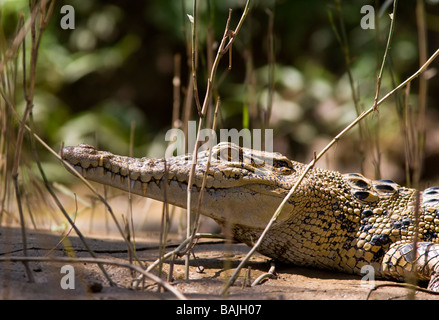 Coccodrillo di acqua salata (Crocodylus porosus) che riposa. Fiume Kinabatangan, Sabah, Borneo, Malesia Foto Stock