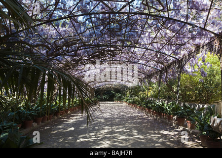 Wisteria sinensis cresce su pergola presso la Concepción Giardini Historical-Botanical Malaga Spagna Foto Stock