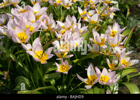 Candia Tulip, Tulipa saxatilis, liliacee, Creta e la Turchia, Europa Foto Stock