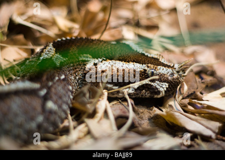 Immagine del Rhinoceros viper (Bitis nasicornis) Foto Stock