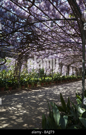 Wisteria sinensis cresce su pergola presso la Concepción Giardini Historical-Botanical Malaga Spagna Foto Stock