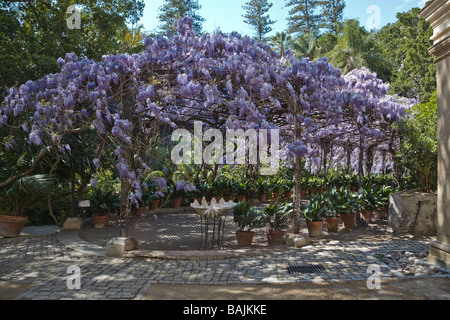 Wisteria sinensis cresce su pergola presso la Concepción Giardini Historical-Botanical Malaga Spagna Foto Stock