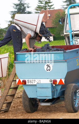 Il pinot noir la raccolta con il sistema hod beaune Cote de Beaune Borgogna Francia Foto Stock