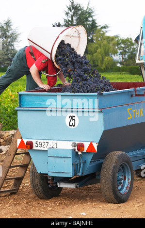 Il pinot noir la raccolta con il sistema hod beaune Cote de Beaune Borgogna Francia Foto Stock