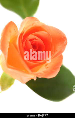 Rosa rosa con gocce di rugiada isolato su bianco Foto Stock