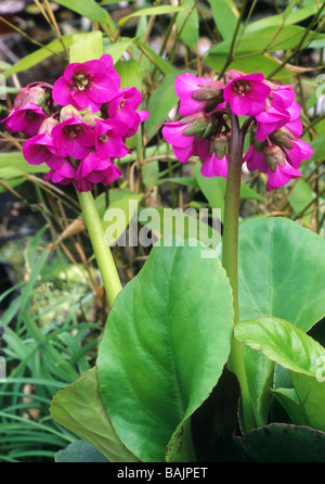 Bergenia "Ouverture" rosa scuro fiore fiori pianta di giardino bergenias Foto Stock