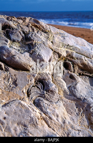 Fossili nelle rocce sulla Jurassic Coast, Hive Beach a Burton Bradstock, West Dorset, Inghilterra Foto Stock
