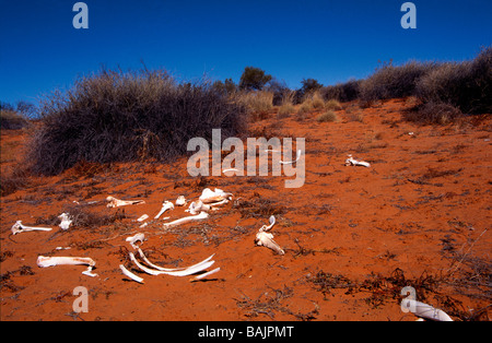 Le ossa di cammello sparsa sopra la Outback Australia del Sud Foto Stock