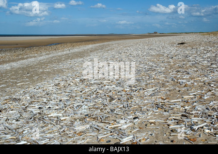 Razor conchiglie sulla spiaggia a Titchwell, Norfolk. Foto Stock