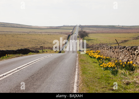 Lungo rettilineo tranquilla strada di campagna con il daffodils stradale nel Parco nazionale di Northumberland. Northumberland England Regno Unito Gran Bretagna. Foto Stock