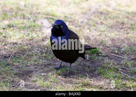 Grackle comune (Quiscalus quiscula). Foto Stock