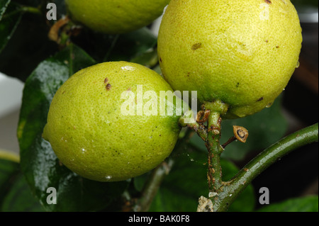 Honeydew soft scala marrone insetti Coccus hesperidum sulla frutta limone Foto Stock