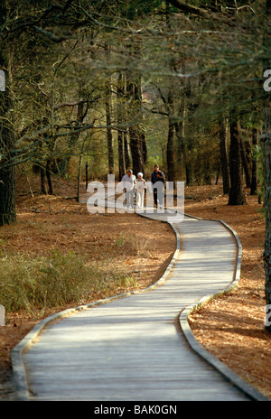 I visitatori possono esplorare lungo una passerella percorso attraverso i boschi di pino silvestre Chincoteague National Wildlife Refuge Assateague Island VA Foto Stock