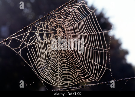 Gocce di rugiada aggrapparsi a una ragnatela Foto Stock