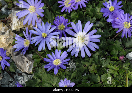 Fiori di anemone blanda sfumature di blu Foto Stock